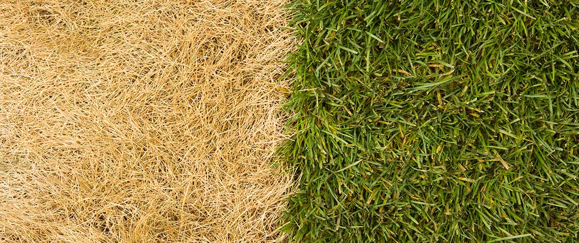 How To Revive Dead Grass And a Dead Lawn: Step by Step