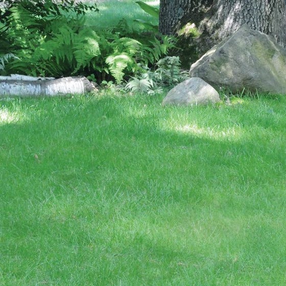 Can I Mix Different Types of Grass Seed for My Lawn?