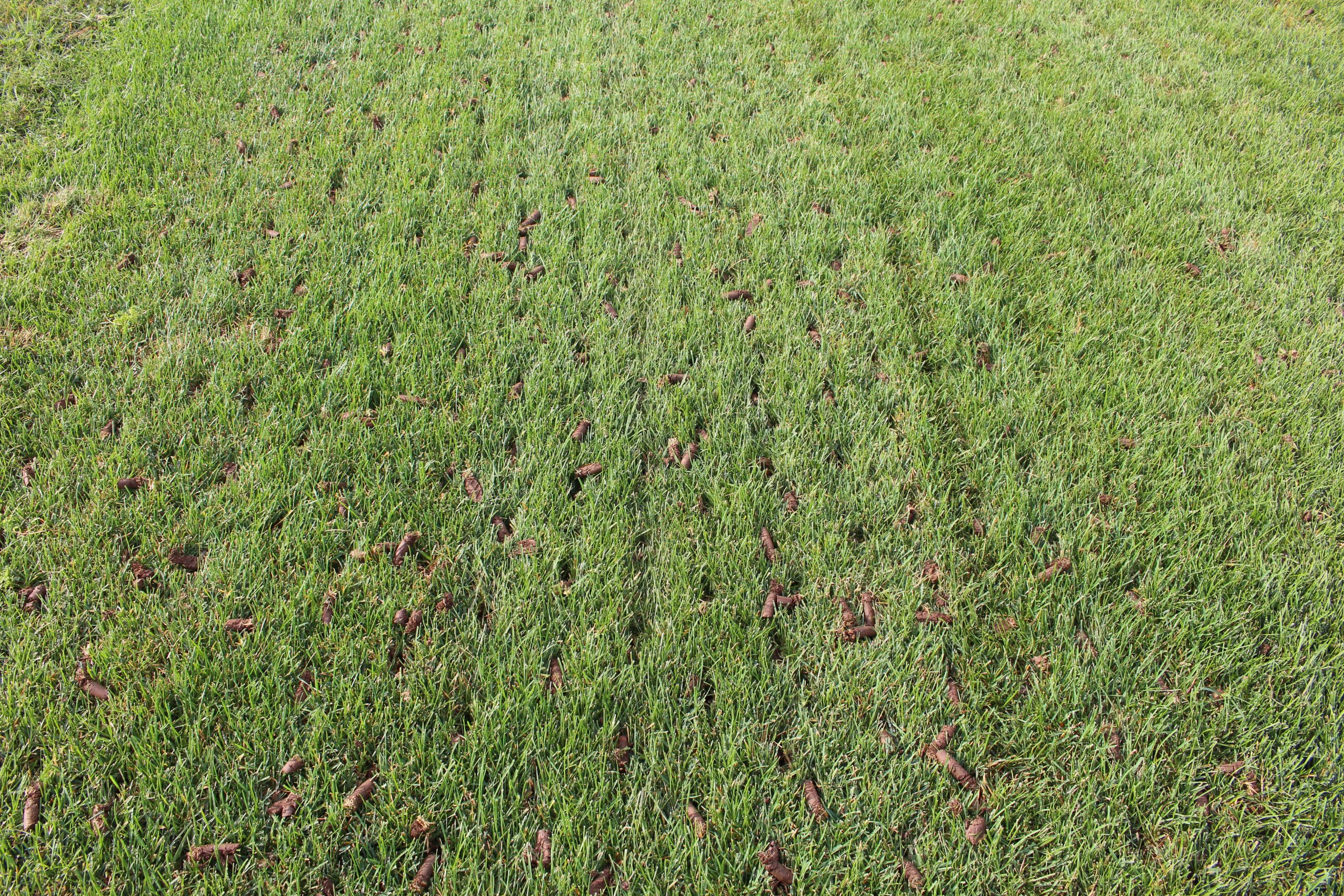 What is Lawn Aeration? What Are The Benefits of Aeration?