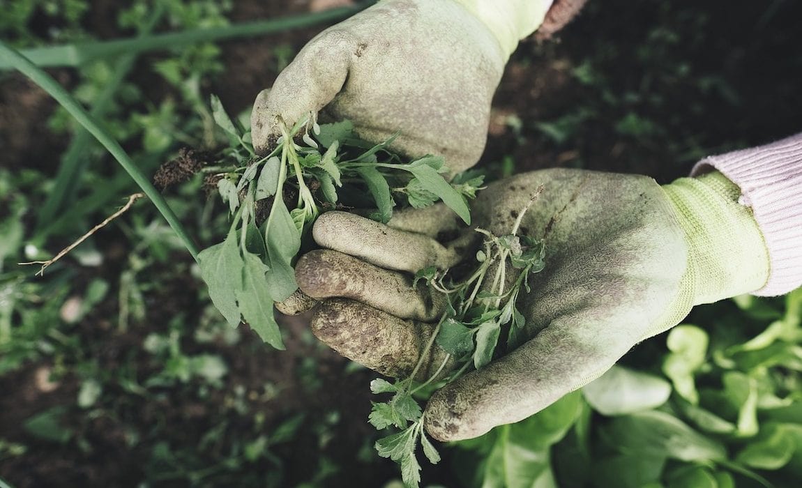 What is the Safest Weed Killer for Pets And Children?