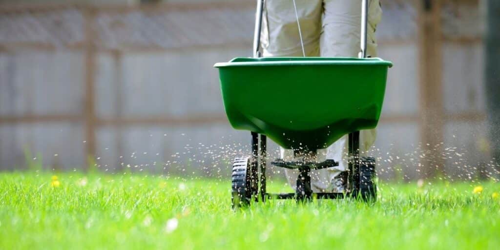 Best Time to Fertilize Lawn Before or After Rain