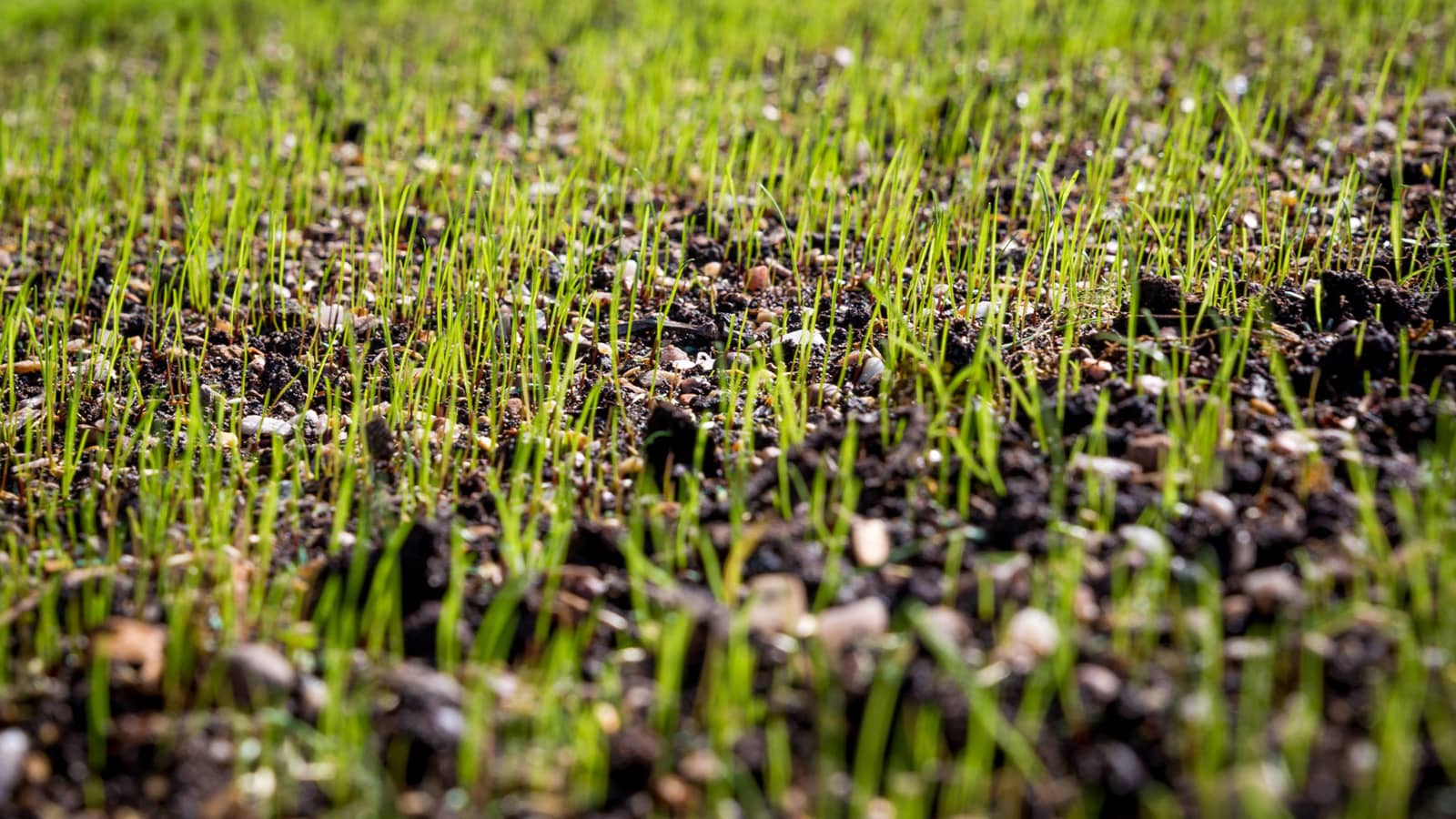 What is the Best Time of Year to Plant Grass Seed?